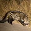 Train On A Bridge Full Board StayOver for Two | Kruger Park - Image 2