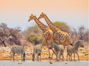 giraffe_and_zebras