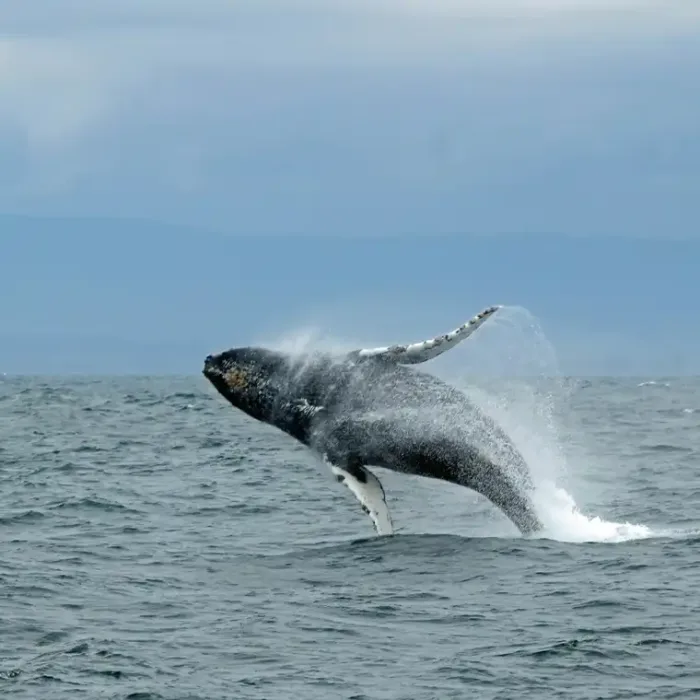 Shark Cage Diving and Whale Watching | Gansbaai - Image 4