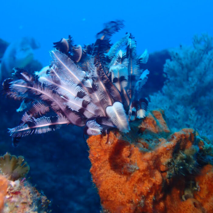PADI Discover Scuba Diving | Plettenberg Bay - Image 4