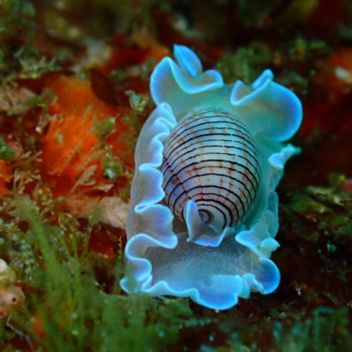 PADI Discover Scuba Diving | Plettenberg Bay - Image 3