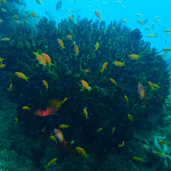 PADI Discover Scuba Diving | Plettenberg Bay