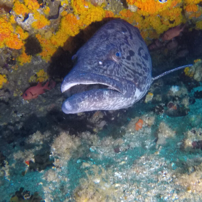 PADI Discover Scuba Diving | Plettenberg Bay - Image 2