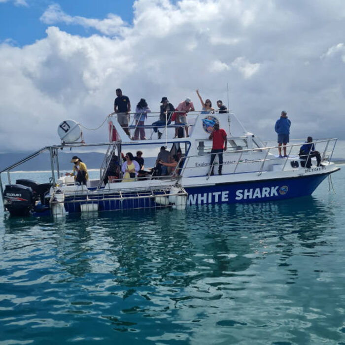 Shark Cage Diving and Whale Watching | Gansbaai