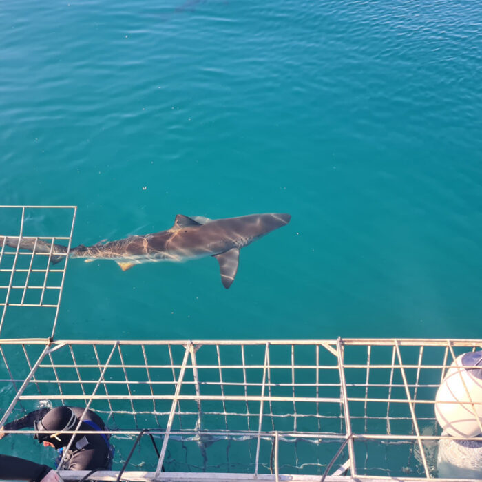 Shark Cage Diving and Whale Watching | Gansbaai - Image 3