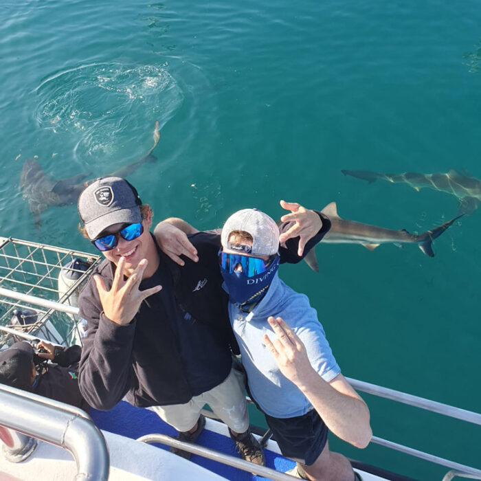 Shark Cage Diving and Whale Watching | Gansbaai - Image 2