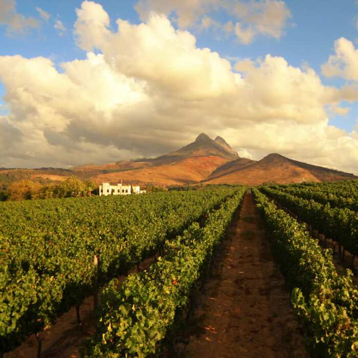 Exclusive Wine Estate Experience for Two | Stellenbosch
