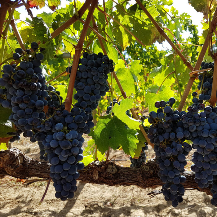 Exclusive Wine Estate Experience for Two | Stellenbosch - Image 3